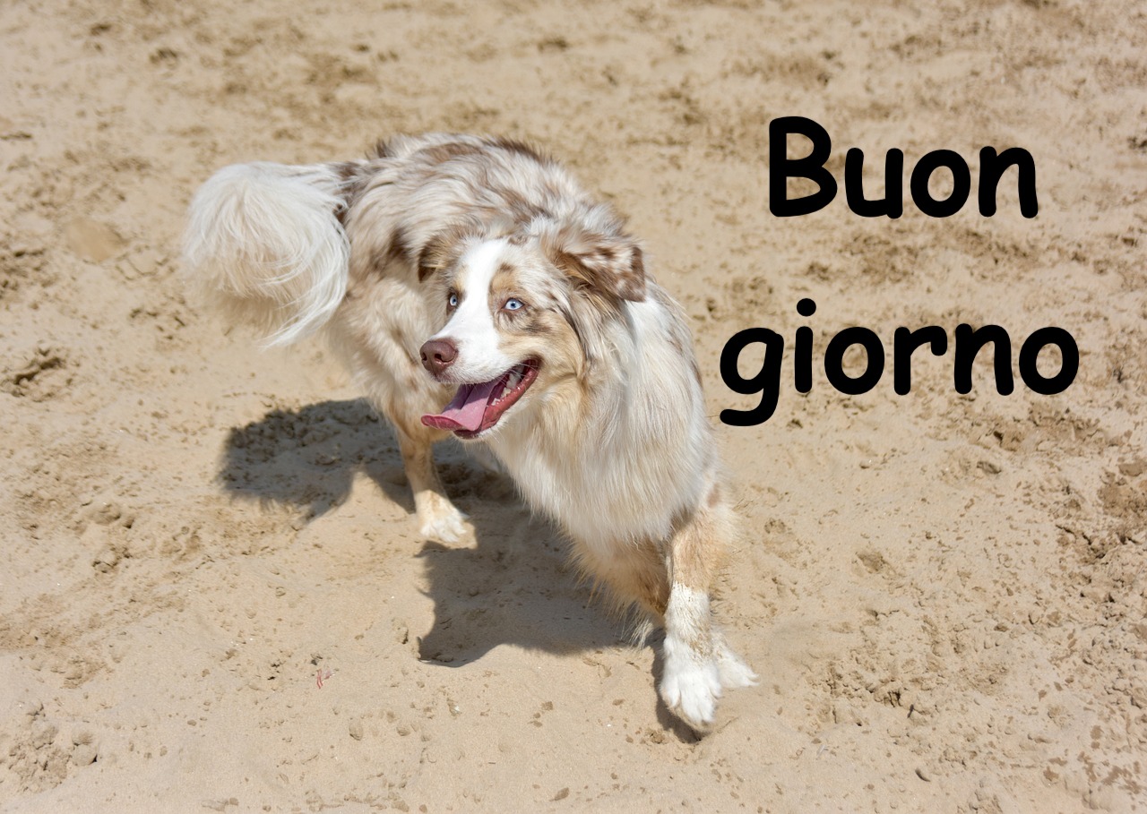   un cane corre felice nella sabbia con la lingua fuori  